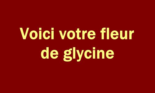 glycine des ostensions Aixe-sur-Vienne