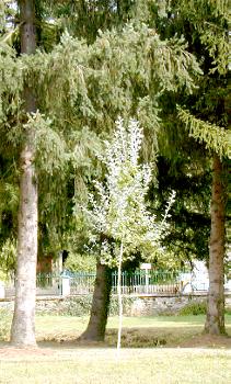 Tourisme à Aixe-sur-Vienne: les peupliers blancs dans le parc d'Arliquet, diocèse de Limoges